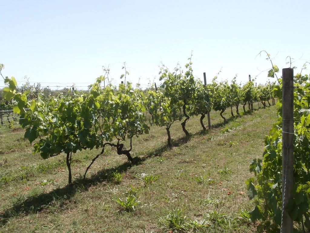 فيلا ماليانو إن توسكانافي Agriturismo Poggio Sassineri المظهر الخارجي الصورة